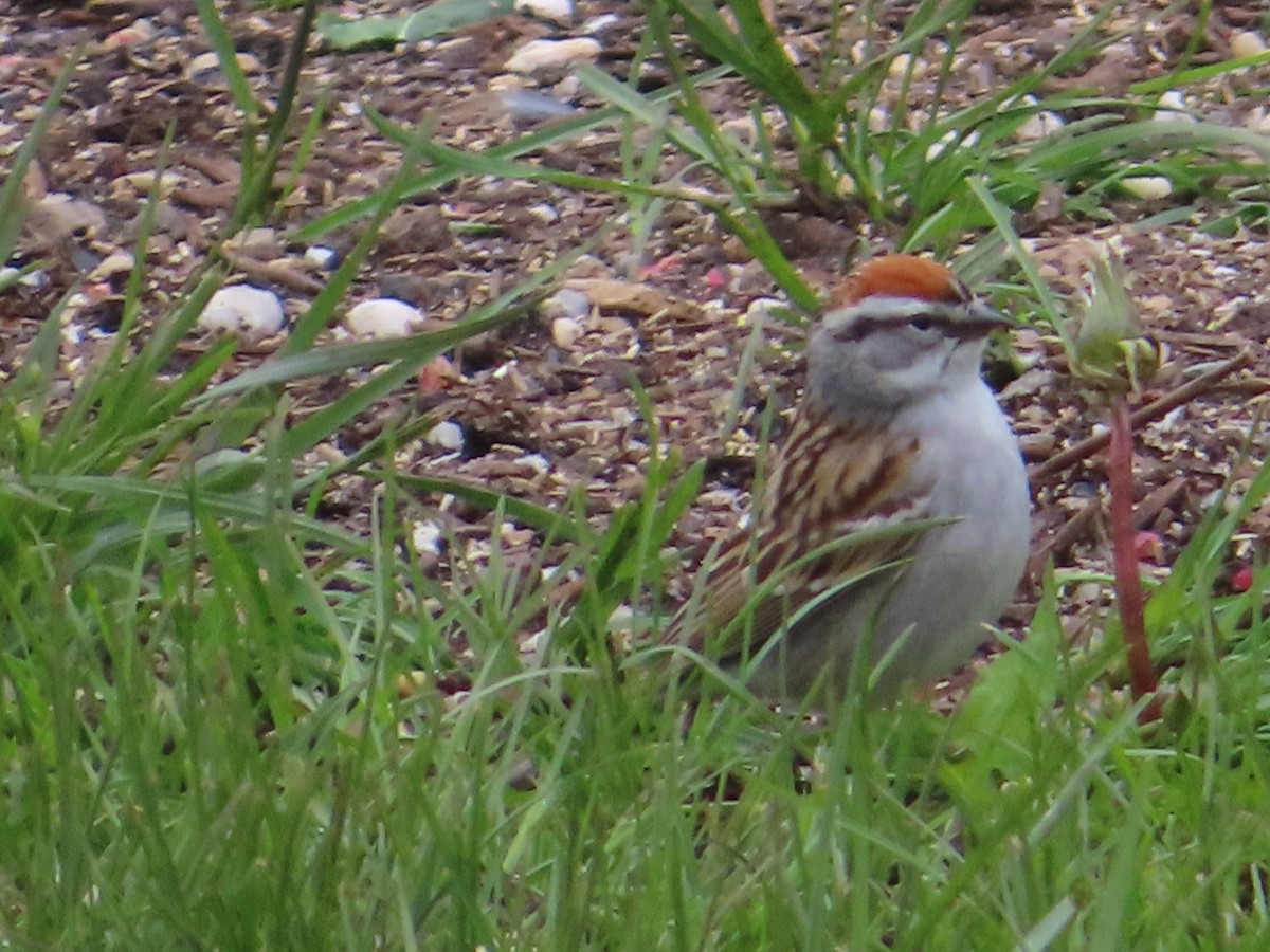 Chipping Sparrow - ML154562751
