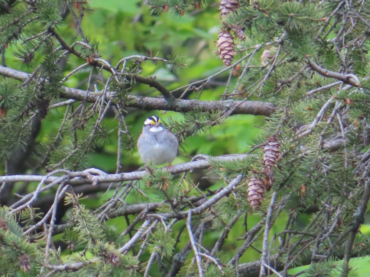 White-throated Sparrow - ML154563101