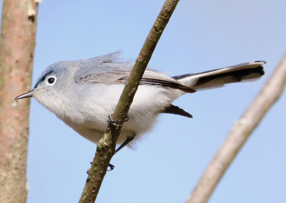 Blue-gray Gnatcatcher - ML154563321