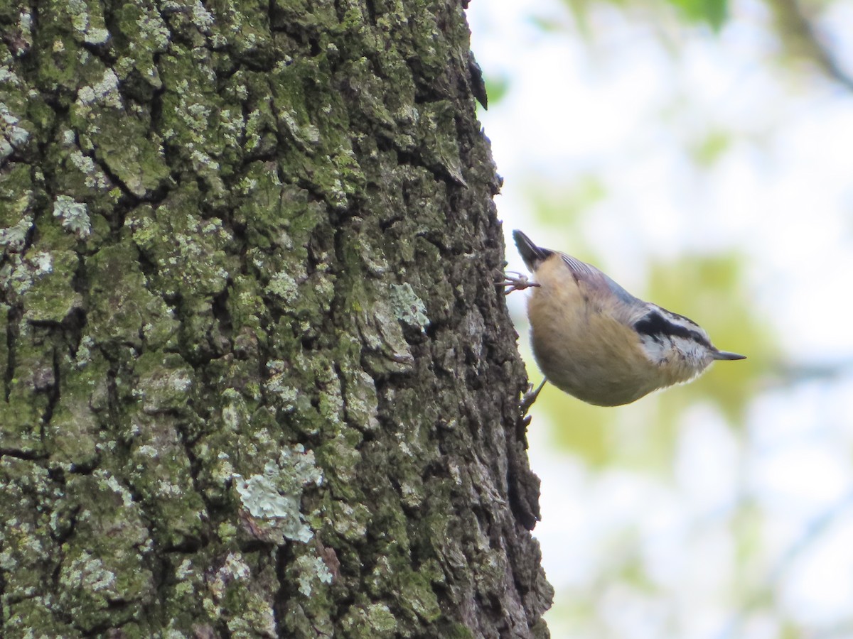 Red-breasted Nuthatch - ML154563481