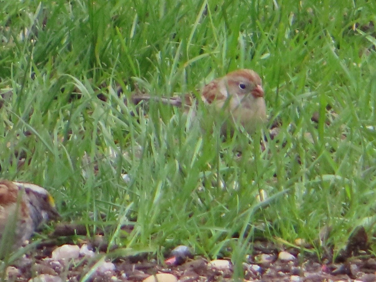 Field Sparrow - ML154564381