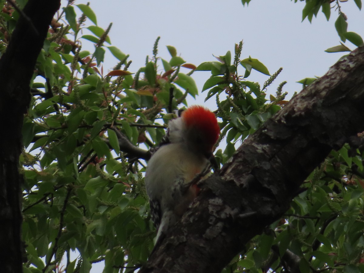 Red-bellied Woodpecker - ML154565601