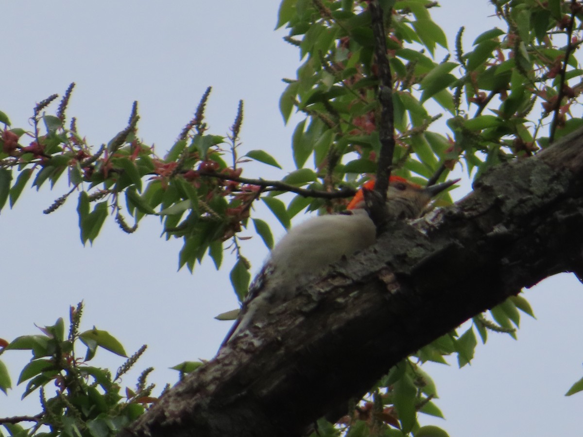 Red-bellied Woodpecker - ML154565701