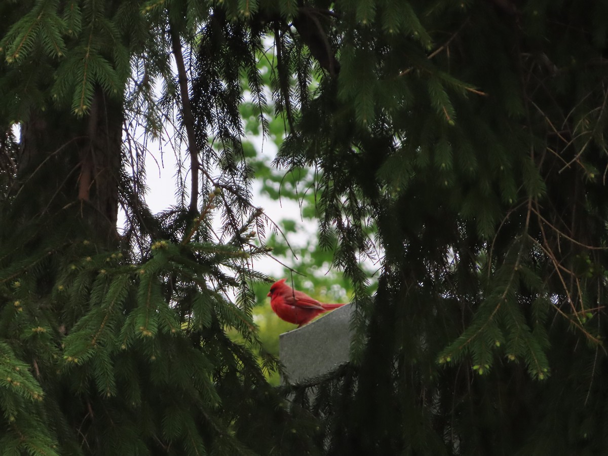 Northern Cardinal - ML154566091