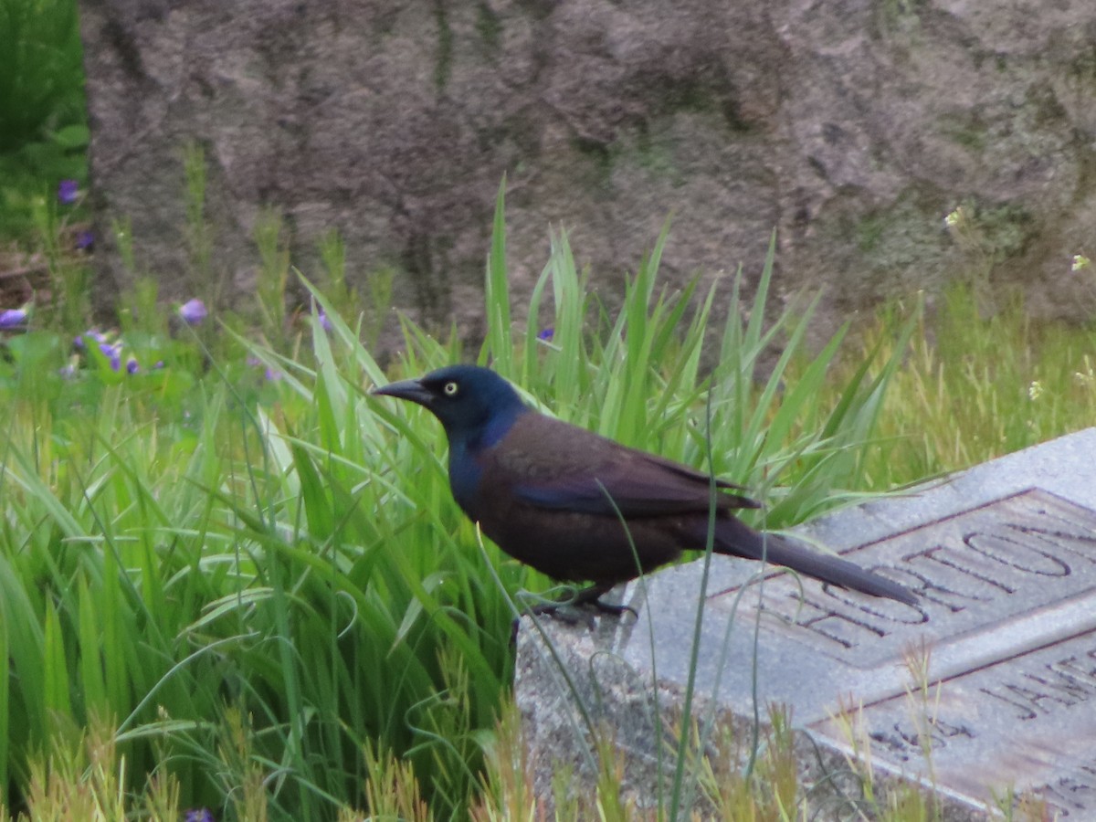 Common Grackle - ML154566261