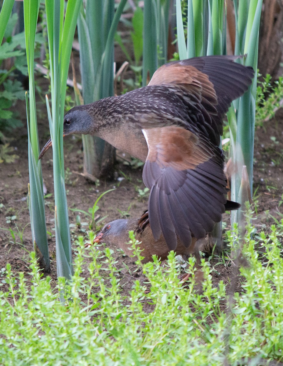 Virginia Rail - Josh  Houck