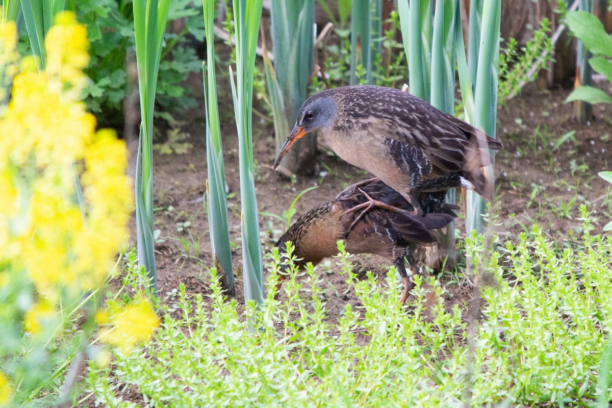 Virginia Rail - Josh  Houck