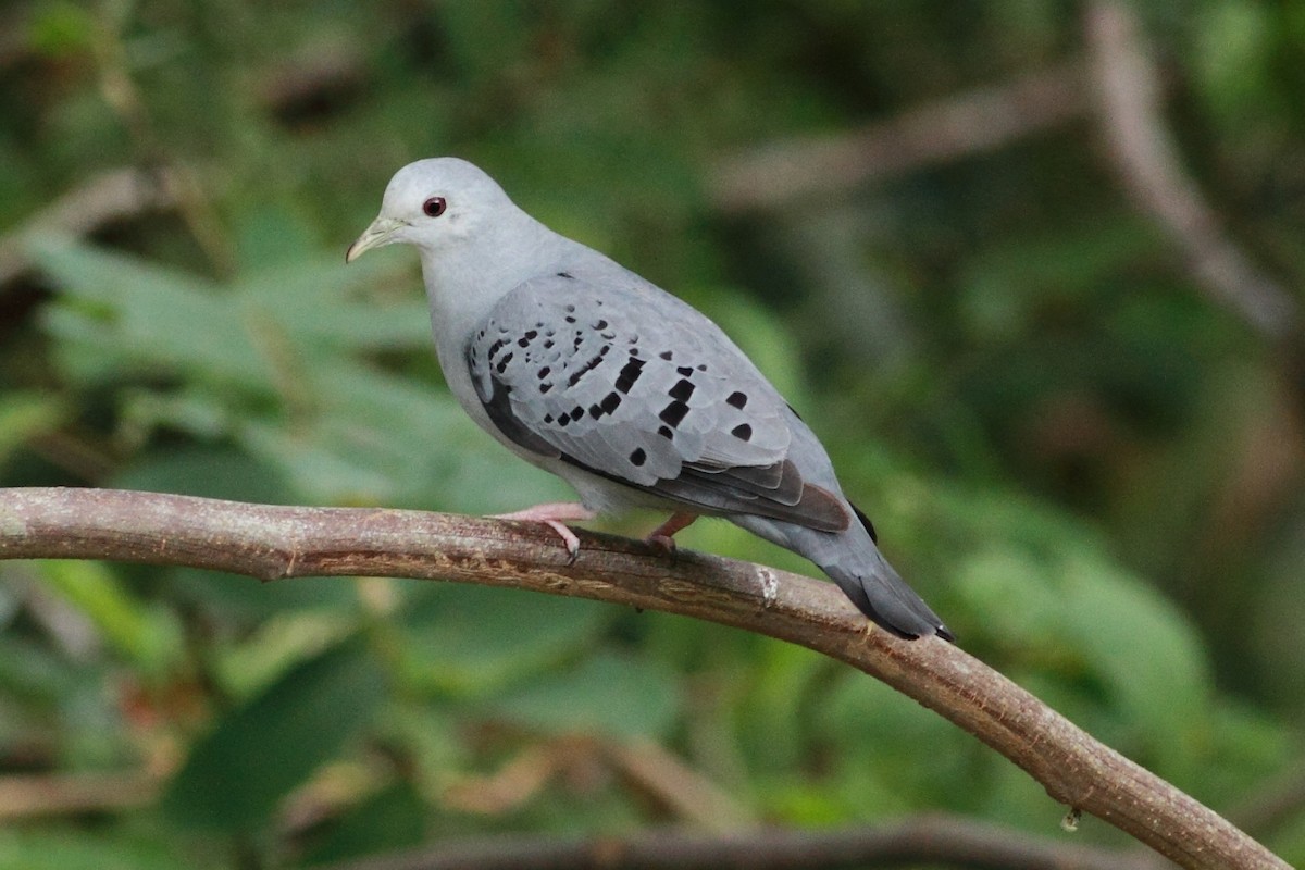 Blue Ground Dove - ML154567181