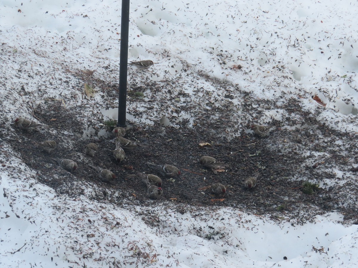 Common Redpoll - ML154568301