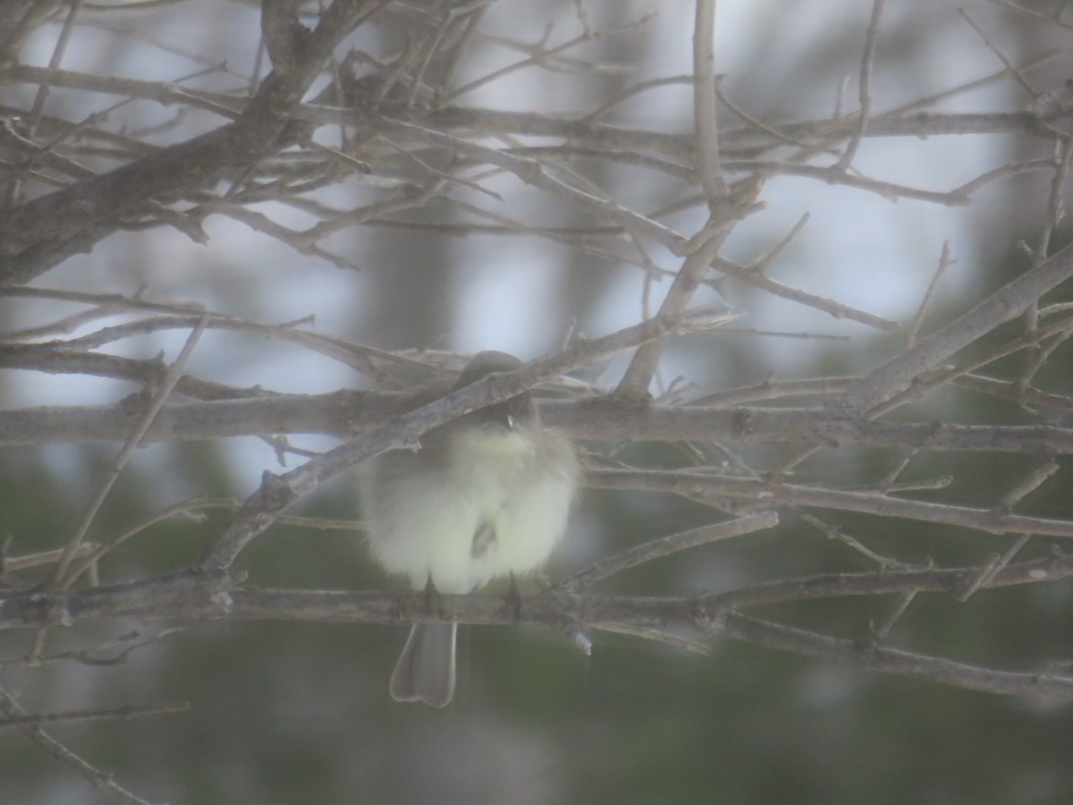 Eastern Phoebe - Tim Cameron