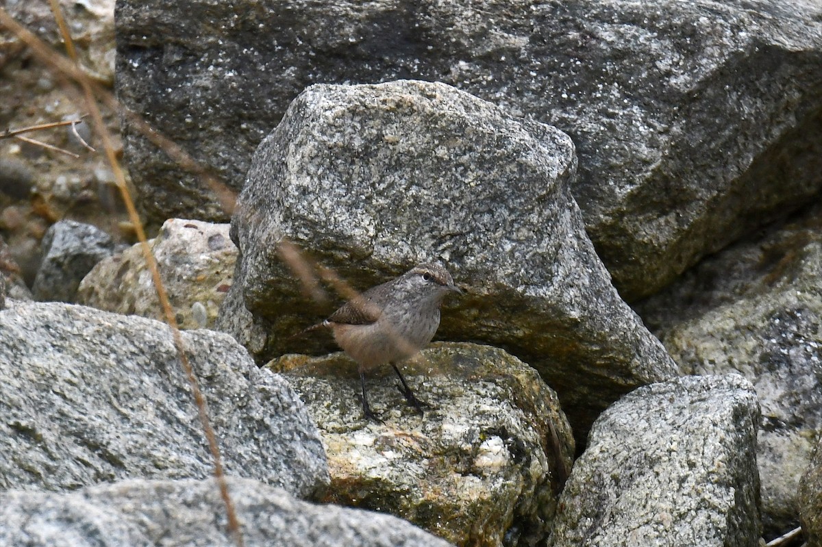 Troglodyte des rochers - ML154569921