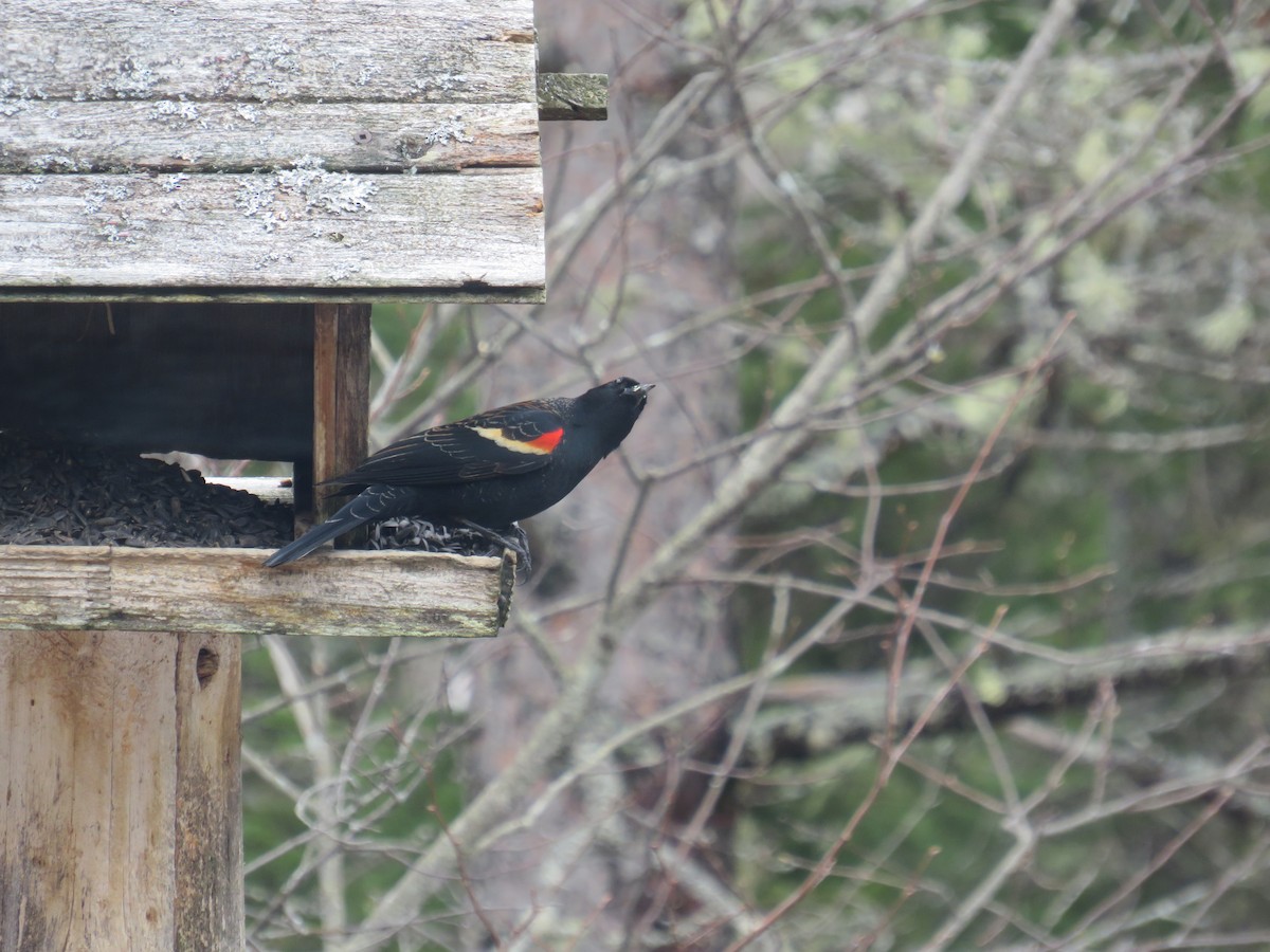 Red-winged Blackbird - ML154570491