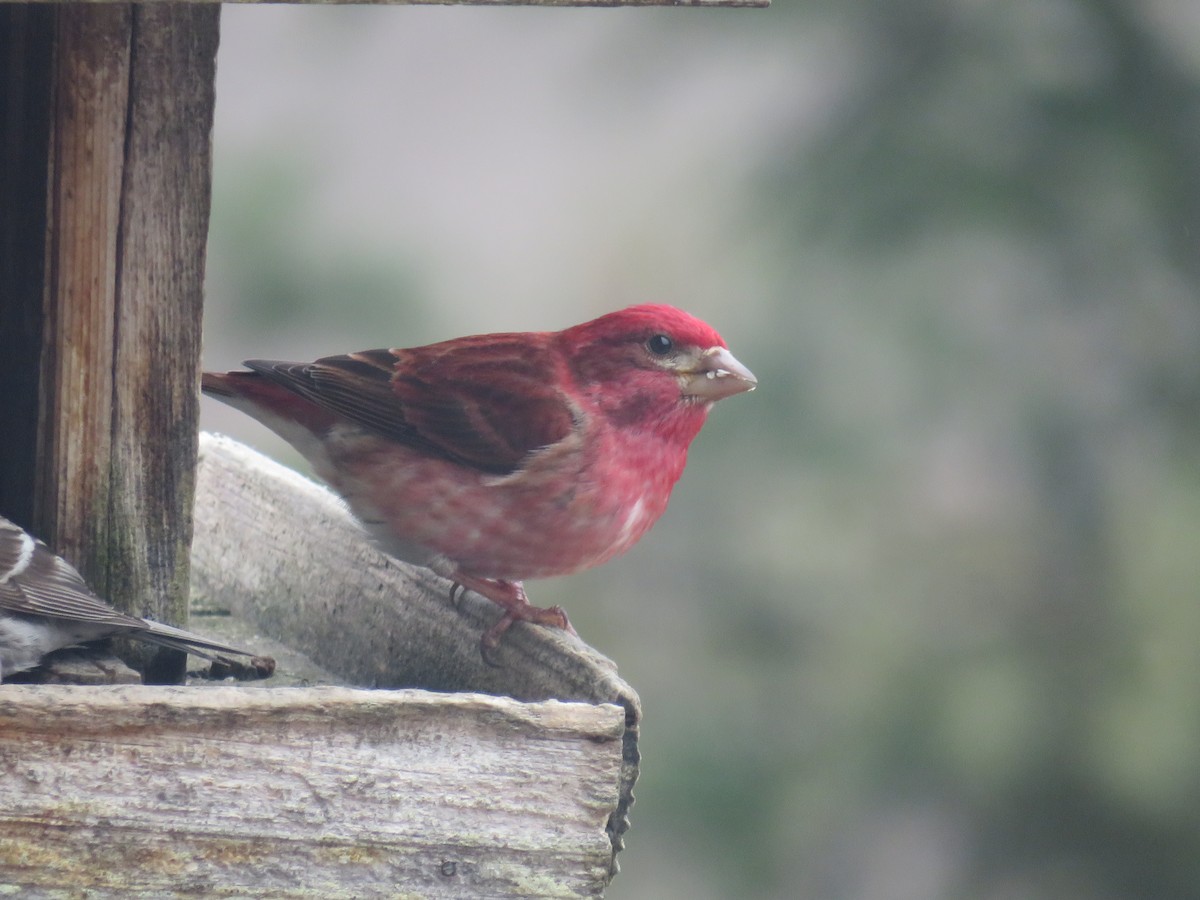 Purple Finch - ML154570691