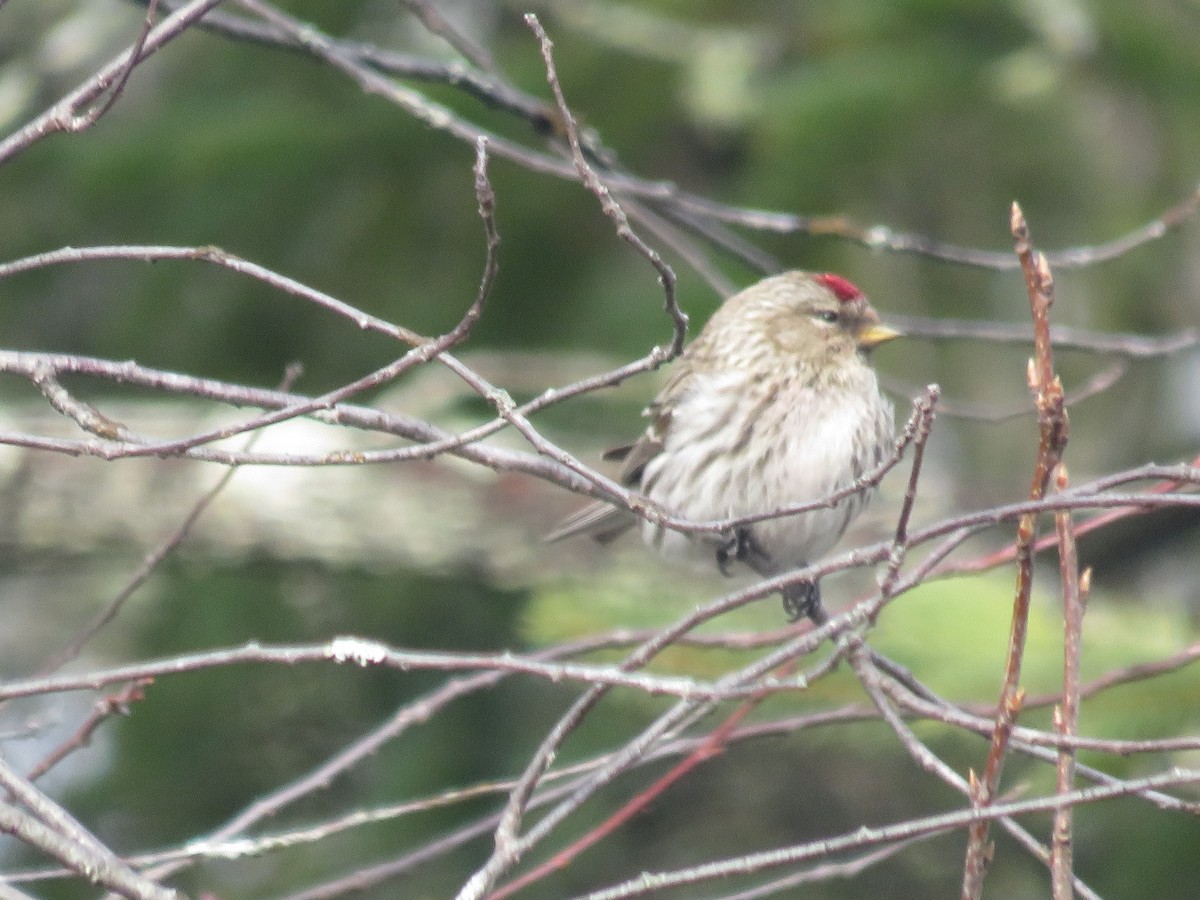 Common Redpoll - Tim Cameron