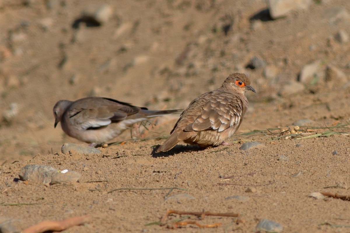 Bare-faced Ground Dove - Manfred Bienert