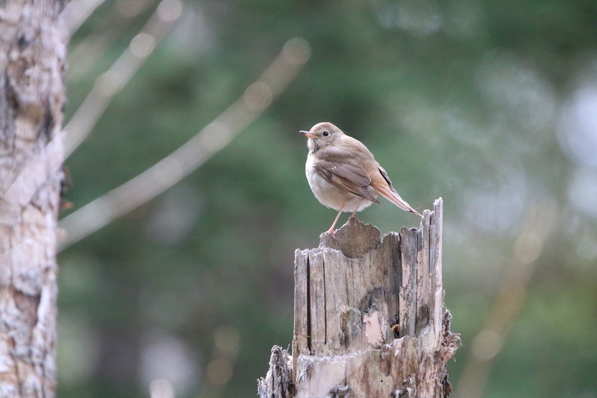 Hermit Thrush - Katelyn Luff