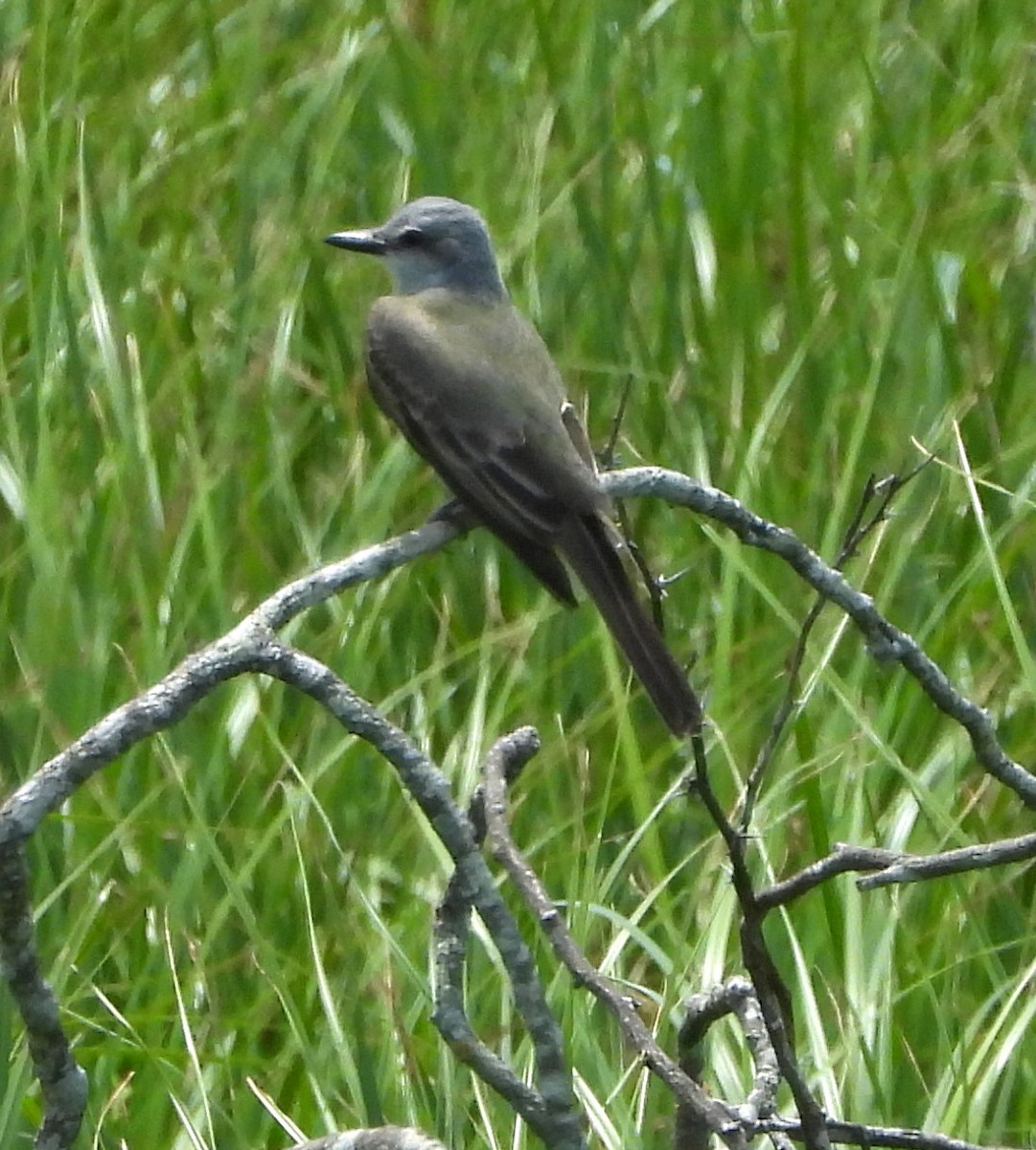 Schmalschnabel-Königstyrann - ML154571751