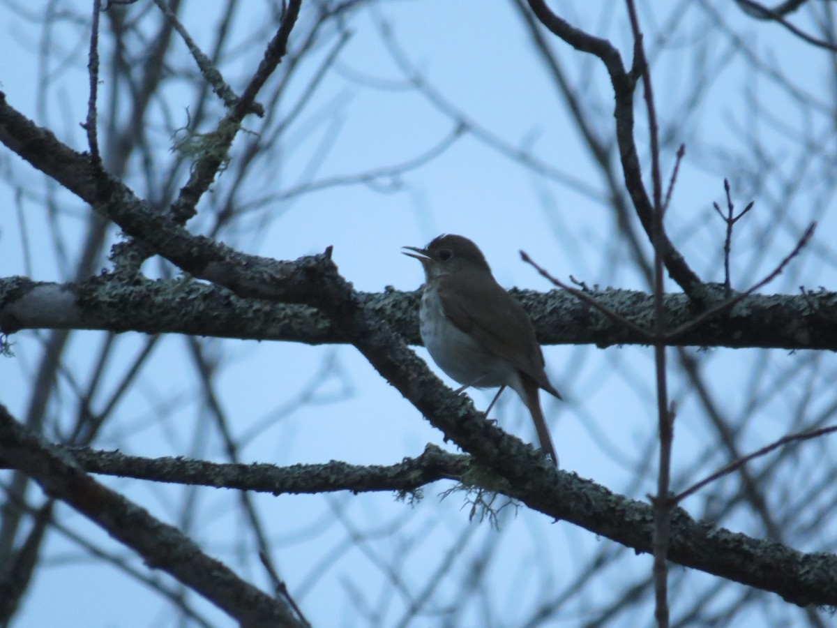 Hermit Thrush - ML154572361