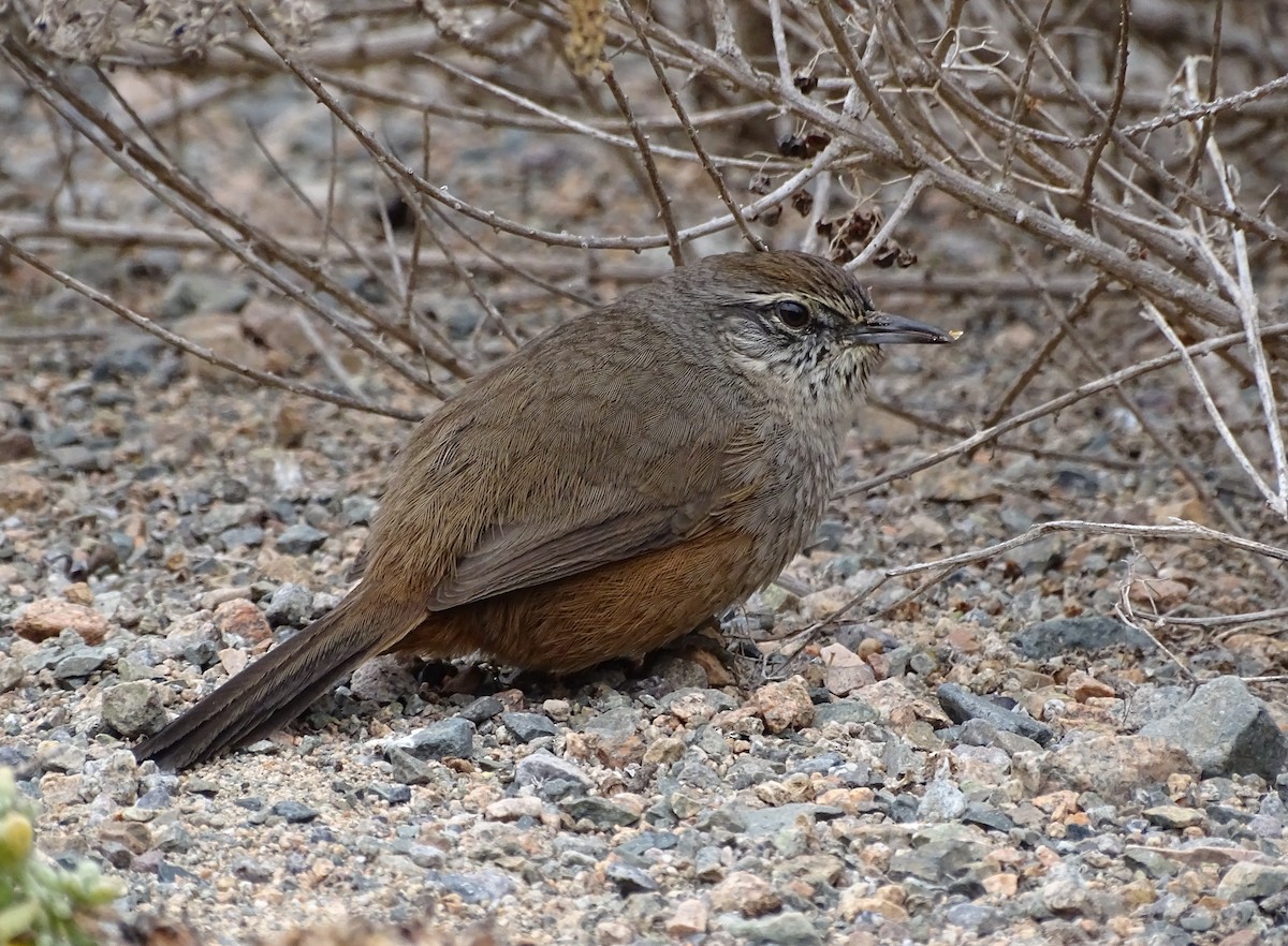 Dusky-tailed Canastero - Charly Moreno Taucare