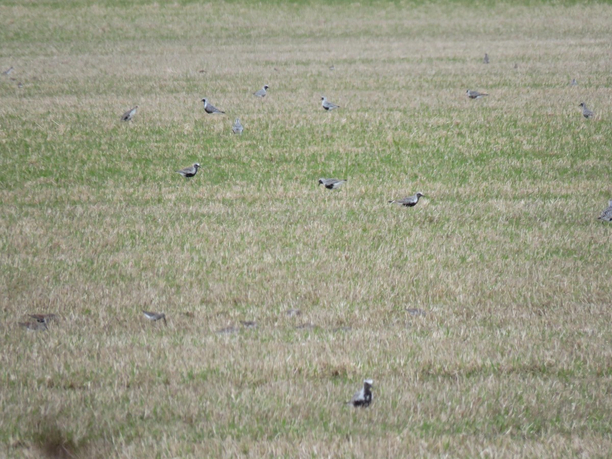 Black-bellied Plover - ML154573491