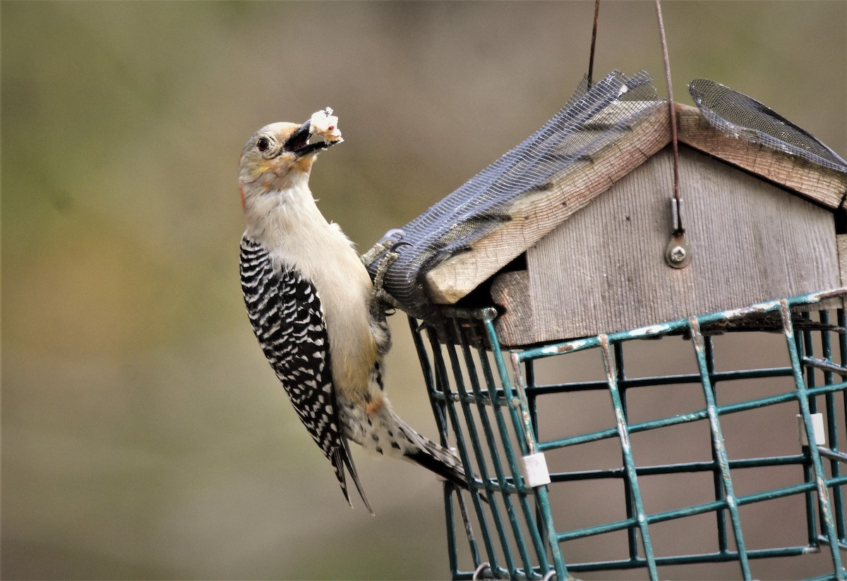 Red-bellied Woodpecker - ML154576061
