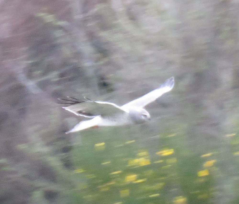 Northern Harrier - ML154578041