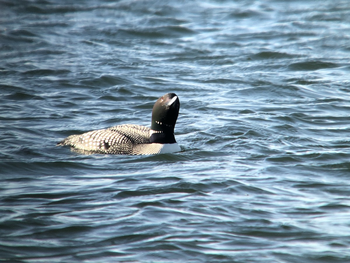 Common Loon - ML154579141