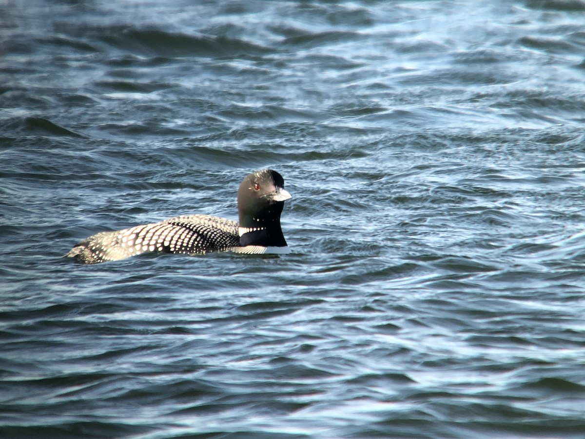 Common Loon - ML154579151
