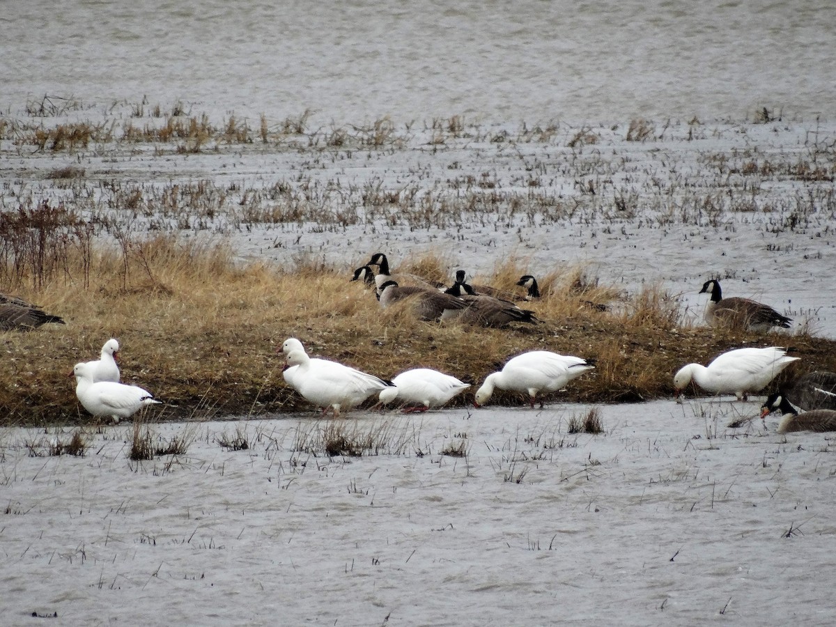 Ross's Goose - ML154580731