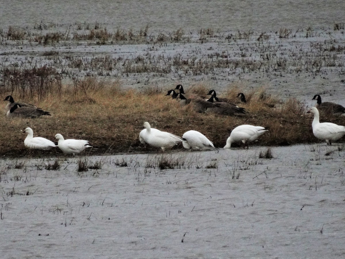 Ross's Goose - ML154580751