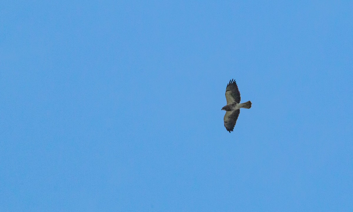 Swainson's Hawk - ML154581001