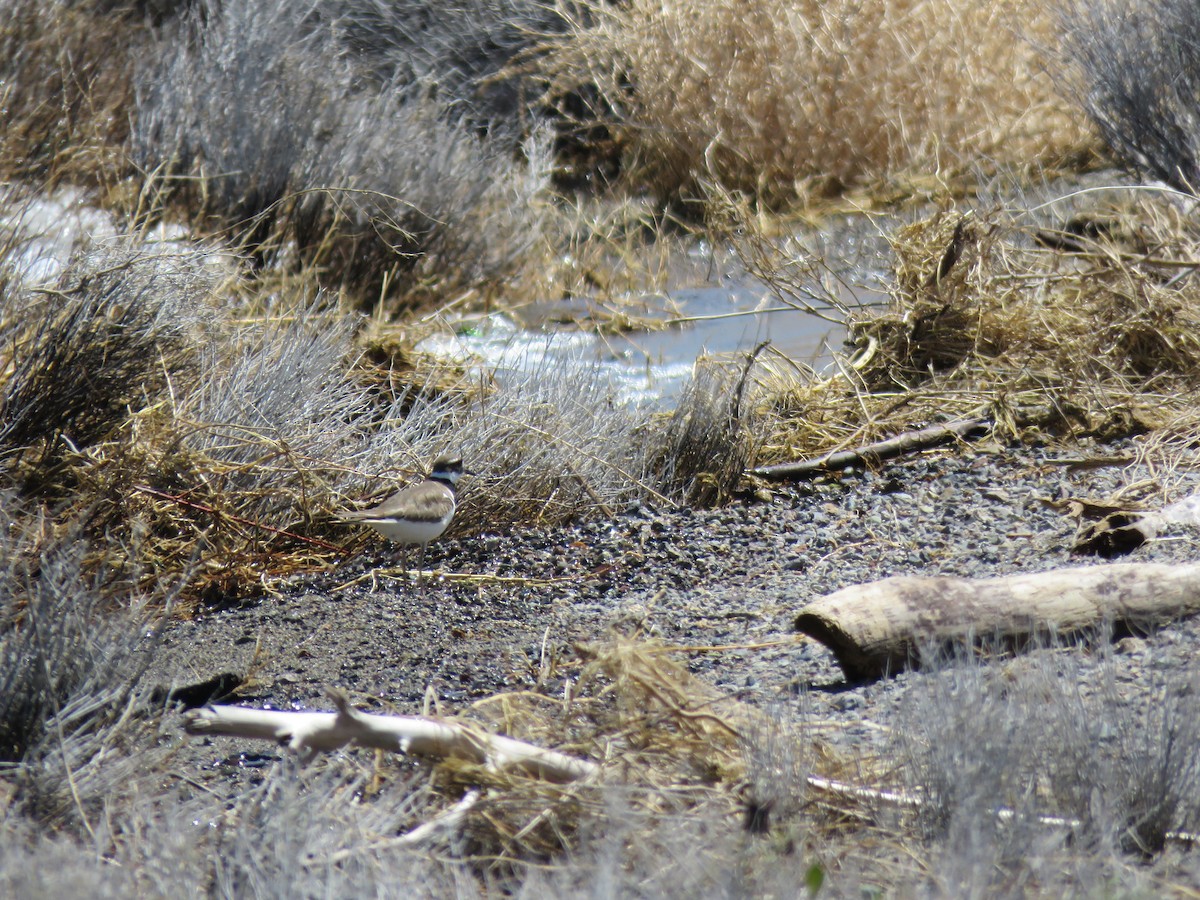 Killdeer - Ben  Hahn