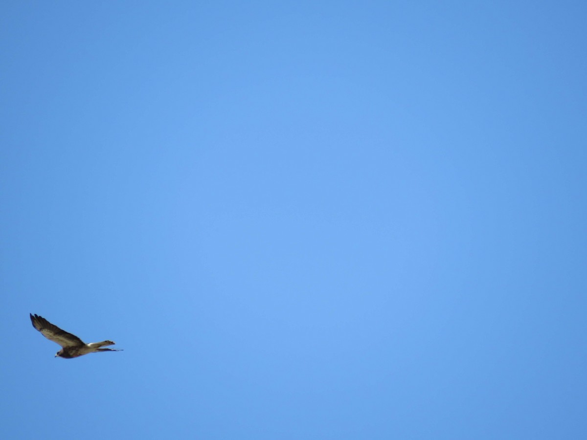 Swainson's Hawk - ML154584381