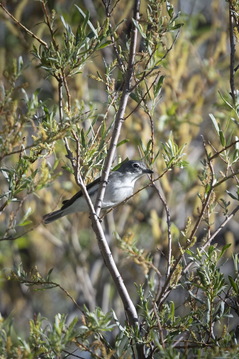 Vireo Plomizo - ML154585231