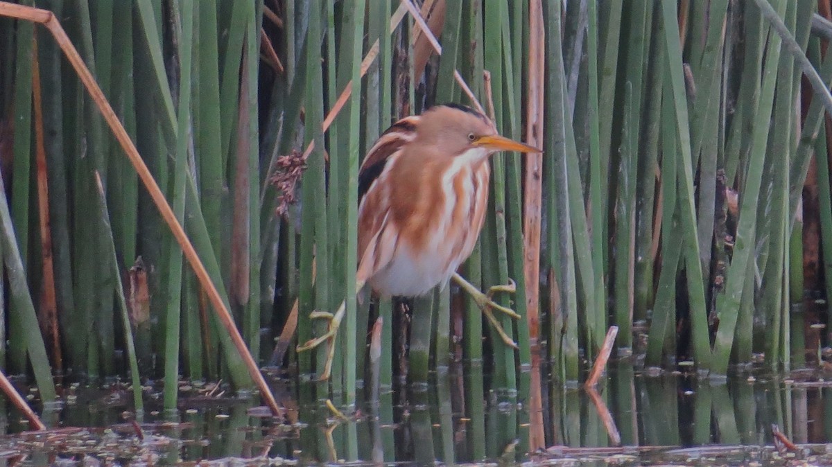 Stripe-backed Bittern - ML154585721