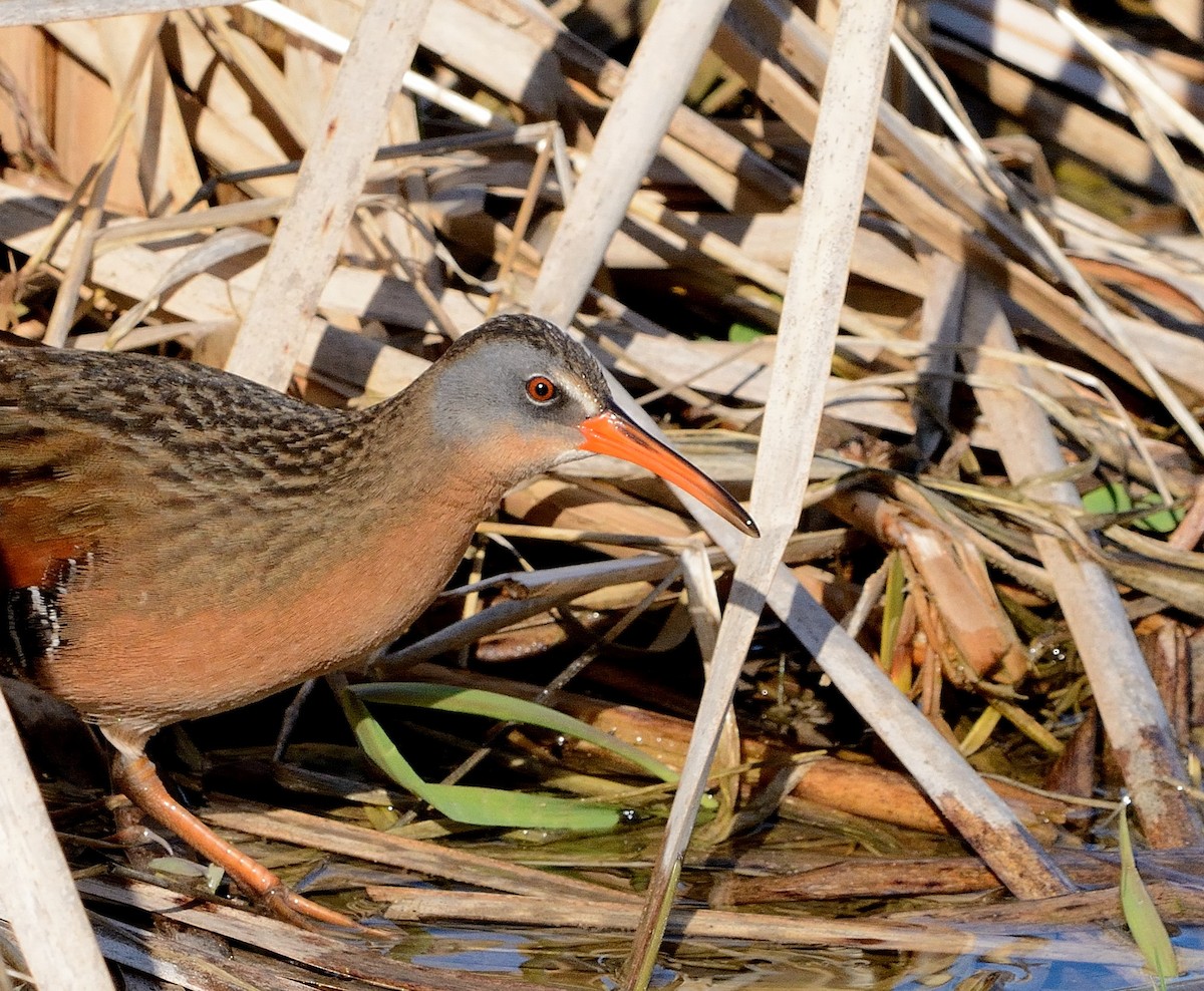 Virginia Rail - ML154585841