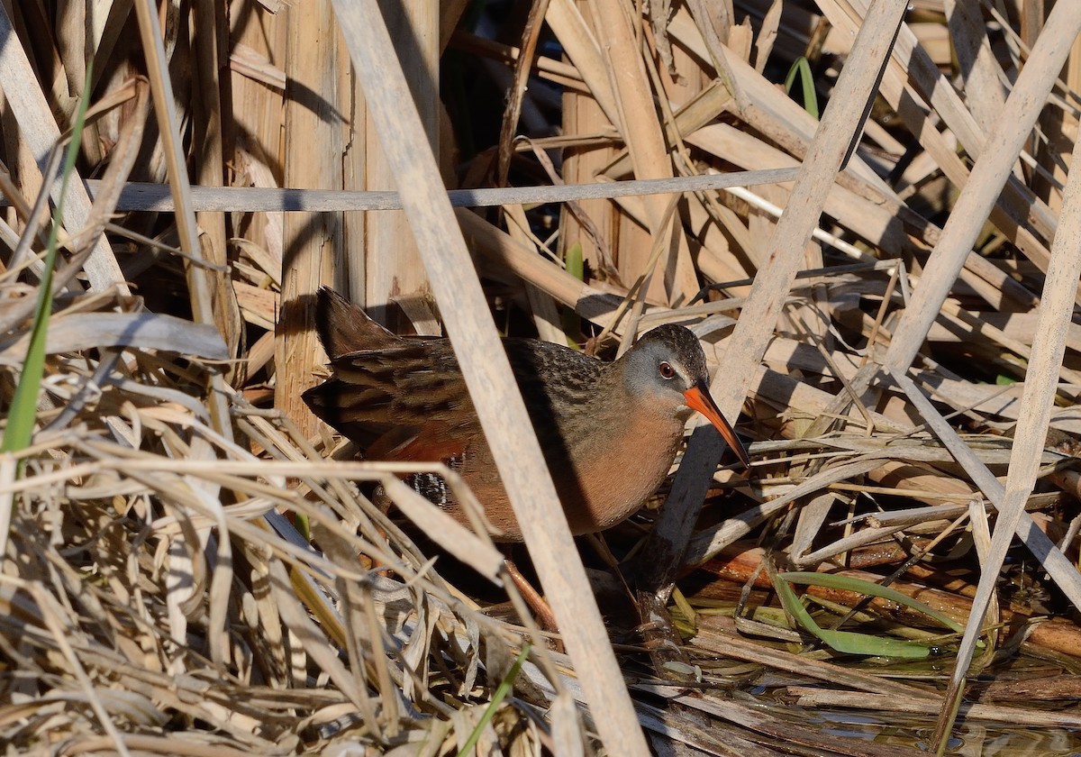 Virginia Rail - ML154585991