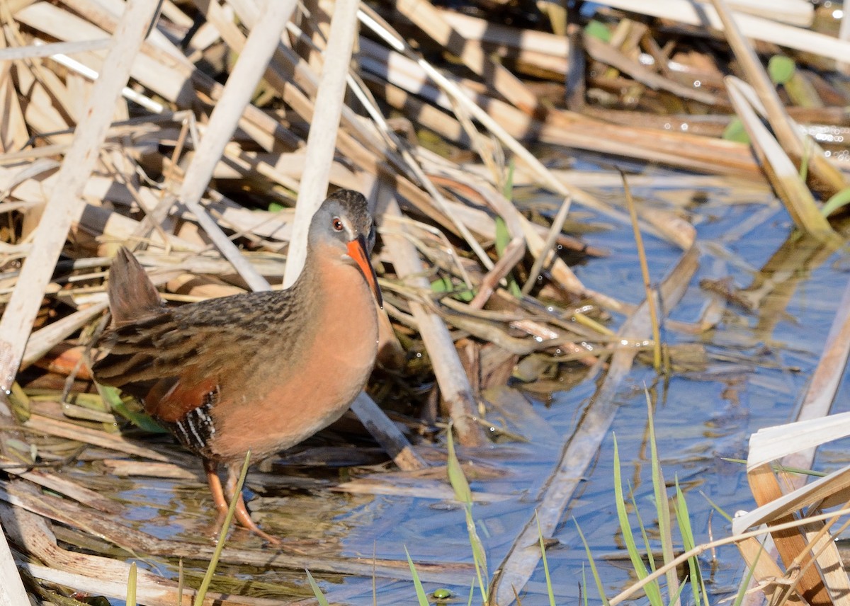 Virginia Rail - ML154586001