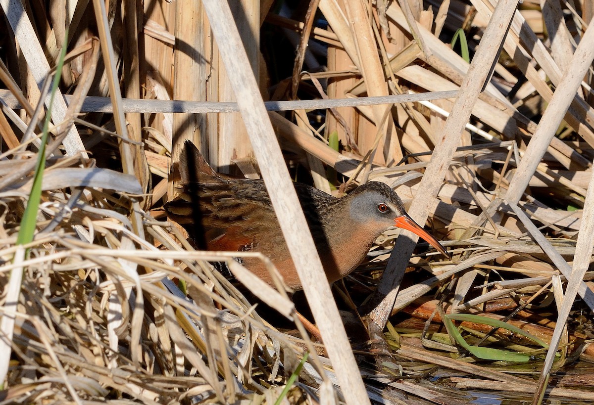 Virginia Rail - ML154586071