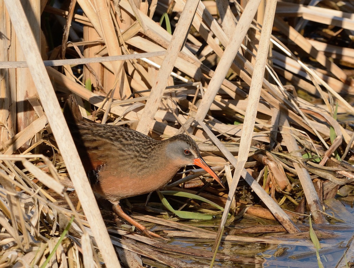 Virginia Rail - ML154586091