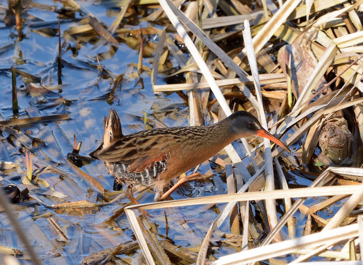 Virginia Rail - ML154586121