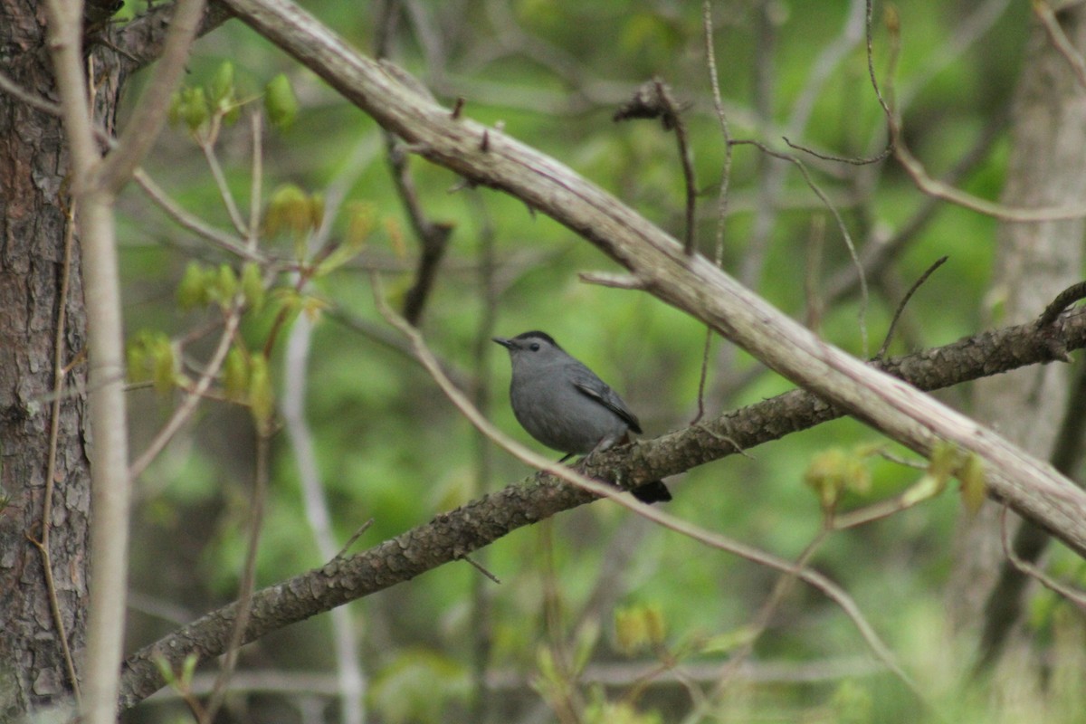 Gray Catbird - ML154586841