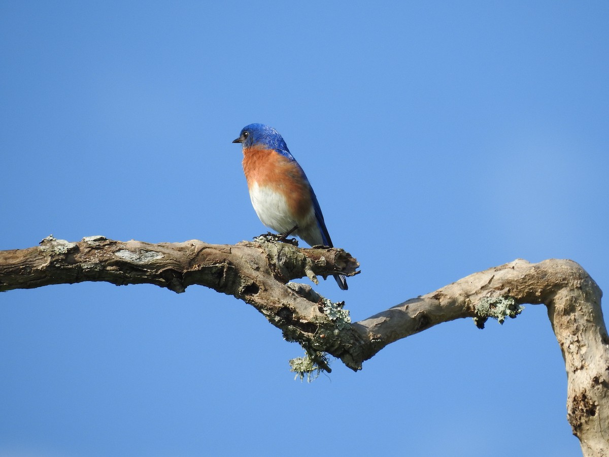 Eastern Bluebird - John Landa