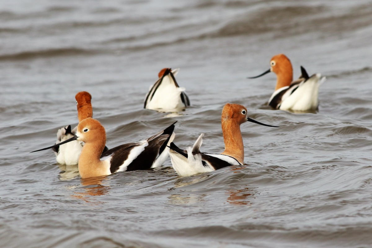 Avocette d'Amérique - ML154589541