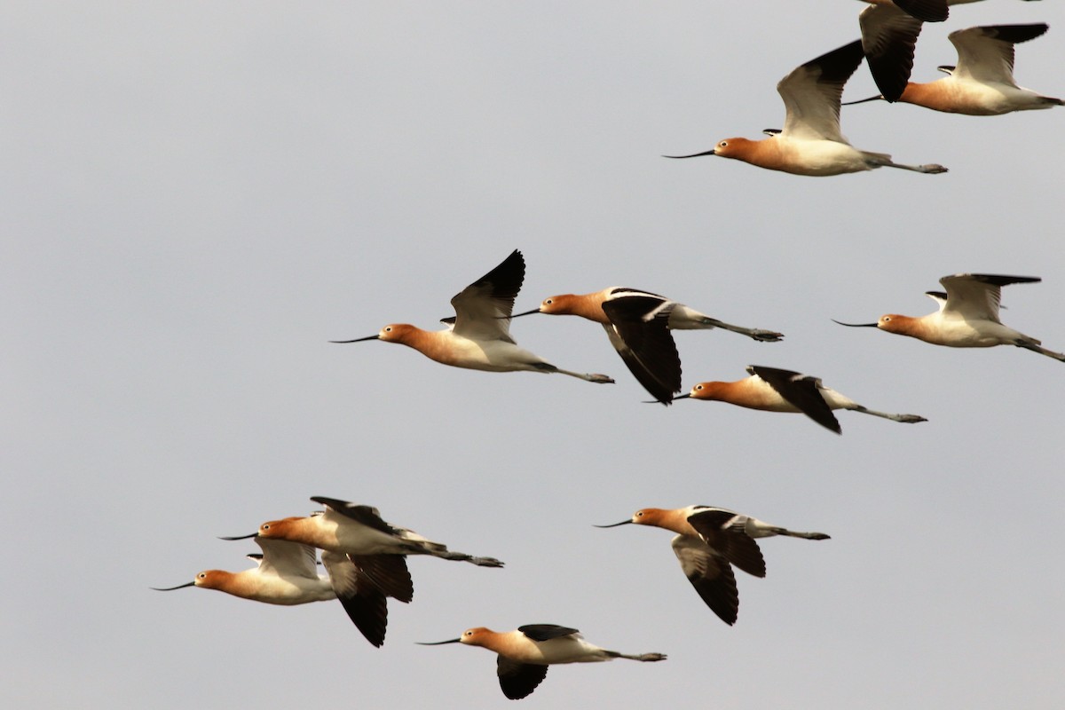 Avocette d'Amérique - ML154589901