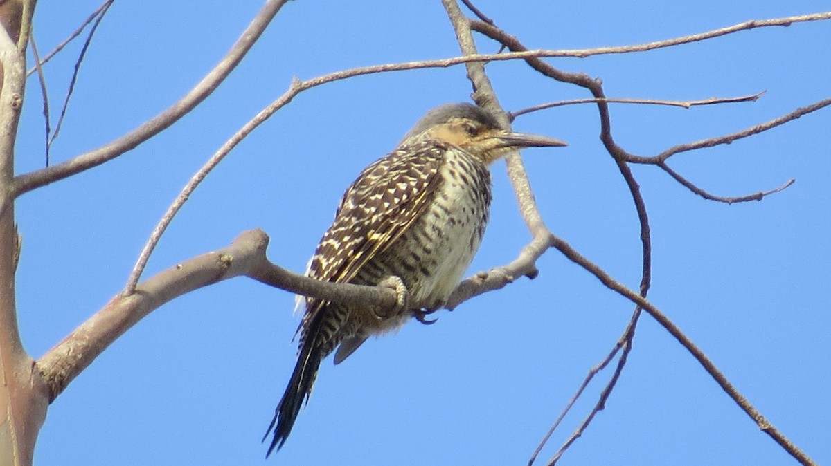 Chilean Flicker - ML154590061