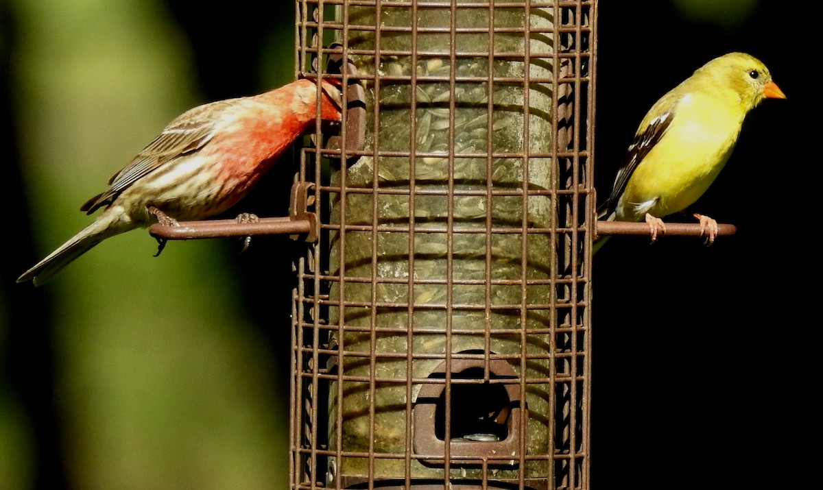 House Finch - ML154590121