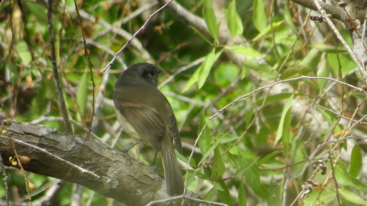 Patagonian Tyrant - ML154590401