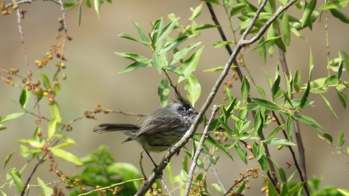 Tufted Tit-Tyrant - ML154590581