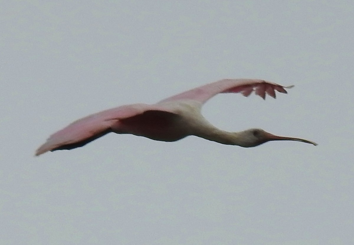 Roseate Spoonbill - Eric Haskell
